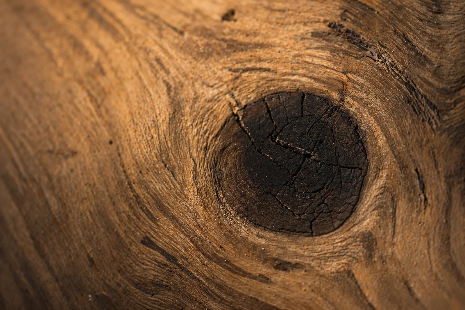 Eski meşe ağacında koyu bir budak, halkalı doku.