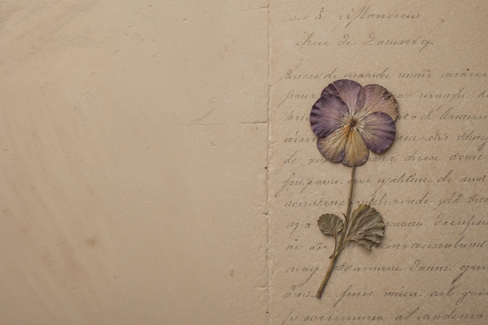 Sararmış mektup kağıdı üstünde preslenmiş kuru menekşe çiçeği.